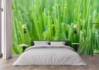 grass with dew drops Wall mural