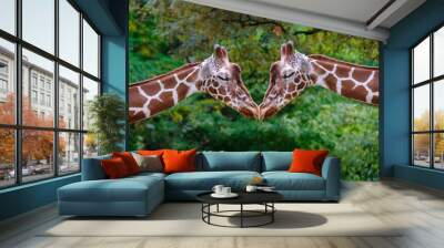 two giraffes with long neck, Giraffa camelopardalis, brown spots on shiny skin, artiodactyl mammal from giraffidae family, beautiful natural green background of African savanna trees Wall mural