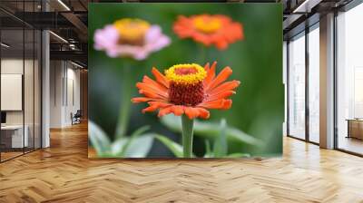 orange zinnia flower blooms in the garden Wall mural