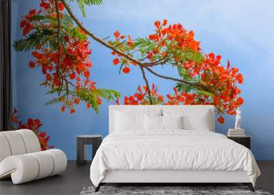 Flame tree or Royal Poinciana tree. Tropical species found in Asia. Wall mural