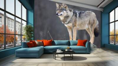 Large male grey wolf in profile looking for prey Wall mural