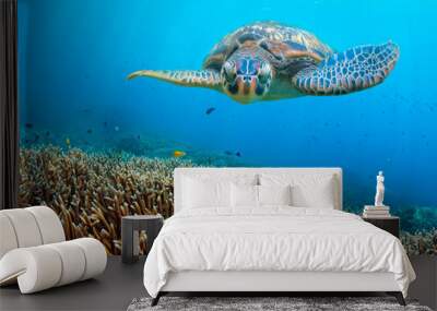 Green turtle swimming above corals Wall mural