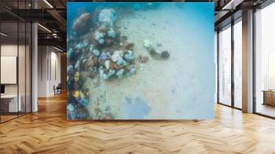 Underwater coral reef at Perhentian Wall mural