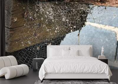 old wood with spider web Wall mural