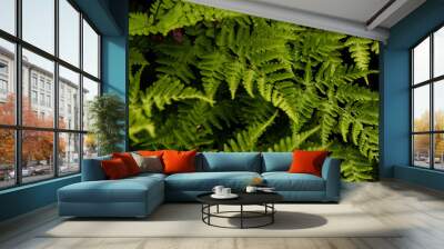 fern leaf background Wall mural