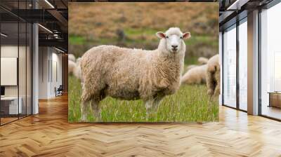 Cute sheep portrait, staring at a photographer, grazing in a green farm in New Zealand Wall mural