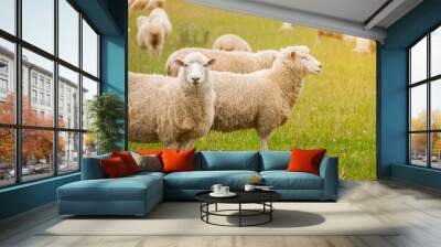 Flock of sheeps grazing in green farm in New Zealand with warm sunlight effect. Wall mural