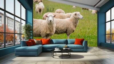 flock of sheeps grazing in green farm in new zealand Wall mural