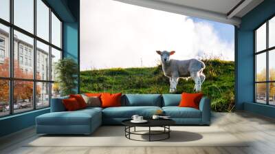 sheep grazing on the green farm. Fresh sunny with a warm light day. A sheep staring at the photographer. Wall mural