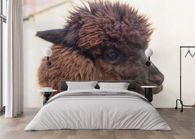 close up portrait of cute brown Alpaca Wall mural