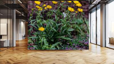 Buphthalmum salicifolium flower in mountains, close up shoot	 Wall mural