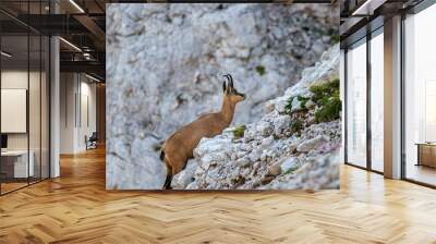 Chamois in high mountains, morning Wall mural