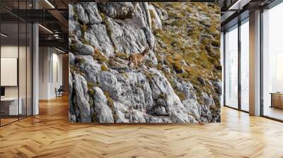 Ibex pasturing in high alps	 Wall mural