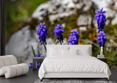 Muscari flower growing in meadow, close up shoot Wall mural