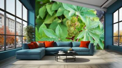 Green buds of Castor oil plant Ricinus communis Wall mural