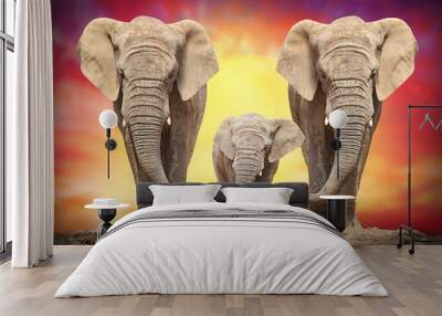 African elephant family on the road. Wall mural