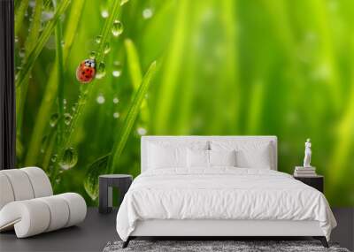 early morning in a spring grass and the ladybug. Wall mural