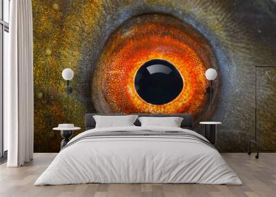 Fish eye (The Tench - Tinca Tinca). Wall mural