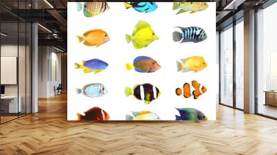 Great collection of a tropical fish on a white background. Wall mural