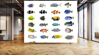 Great tropical fish collection on white background Wall mural