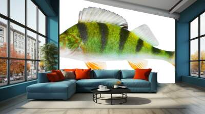 The European Perch (Perca fluviatilis) Wall mural