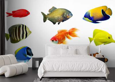 Tropical fish - collection on white background Wall mural