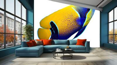 Tropical reef fish - Majestic Angelfish (Pomacanthus navarchus) Wall mural