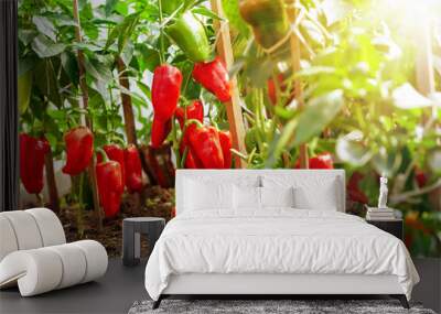 Bushes with red bell peppers in a greenhouse. Paprika in the ground Wall mural