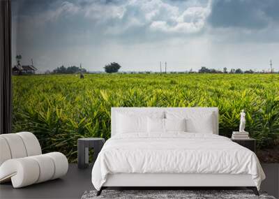 Belathur, Karnataka, India - November 1, 2013: Wide shot of intense green ginger field under cloudy sky, separated by dark green trees on the far horizon. Wall mural