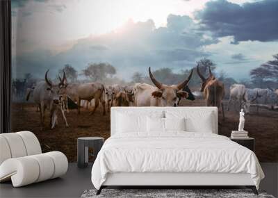 White cattle grazing in evening Wall mural