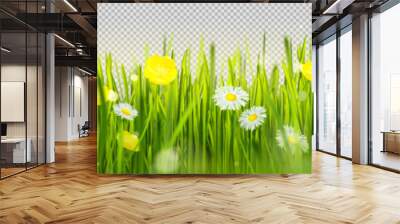 Realistic green grass border with flowers isolated on transparent background. Vector illustration of beautiful spring garden with lush lawn, colorful blossom. Organic herbs. Landscape design element Wall mural