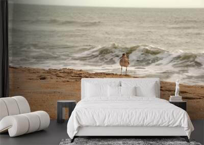 Bird Beach sand Seagull Sandpiper 2 Wall mural