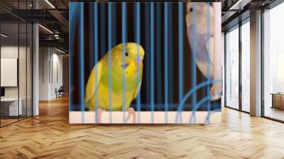 Budgerigar yellow parrot behind bars Wall mural