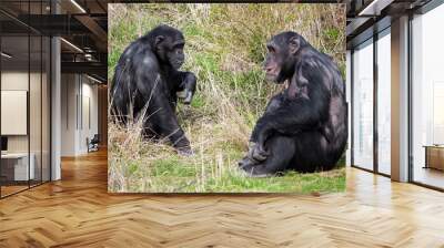 Two chimpanzees sitting in the grass Wall mural