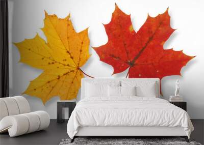 two vivid maple leaves against white background,  Wall mural