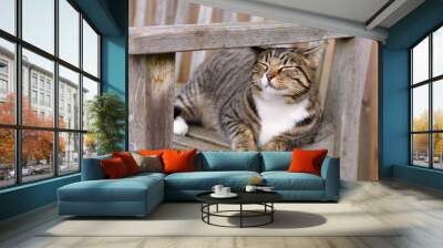 Farm cat enjoying the sun and waiting to greet visitors
 Wall mural