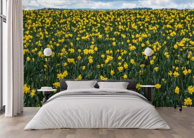 Field of bright yellow daffodils in full bloom, as a nature background Wall mural