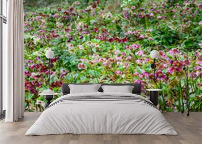 Field of Hellebore, Lenten Rose, blooming on the forest floor, Washington Park Arboretum, Seattle, WA
 Wall mural