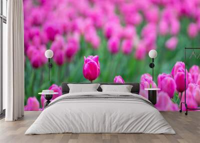 Field of tulips, mass of vibrant pink flowers in full bloom and blurred with one pink tulip rising above the rest and in focus, closeup of colorful fresh spring growth as a nature background
 Wall mural