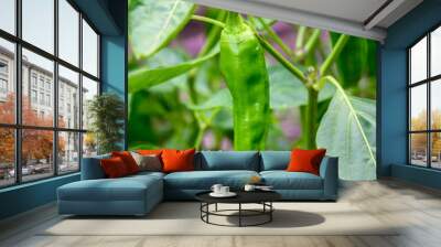 Green Pepper plant with ripe peppers growing in a kitchen garden, ready for harvest
 Wall mural