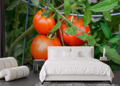 Hybrid tomatoes growing in a kitchen garden supported by wire cages, ripe and unripe tomatoes
 Wall mural