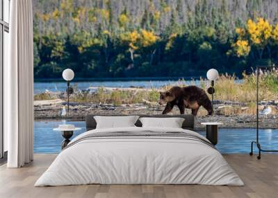 Large adult female Alaskan brown bear walking on Naknek Lake beach, fall foliage in background, Katmai National Park, Alaska, USA
 Wall mural