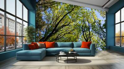 Looking up at the forest canopy on a spring day, maple trees backlit by the sun, drama in light spring green, as a nature background
 Wall mural