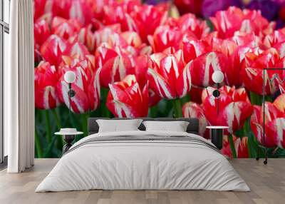 Mass planting of tulips in a spring garden, bright red tulips with white markings, fresh spring growth as a nature background
 Wall mural