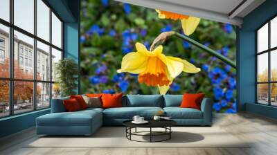 Two classic daffodils blooming in a garden with tiny blue flowers in background Wall mural