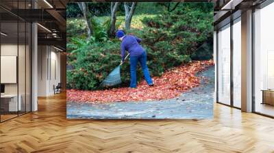 Woman raking up colorful maple leaves fallen on a residential sidewalk and driveway, fall cleanup
 Wall mural