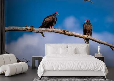 Two Turkey Vultures in a tree talking to each other Wall mural