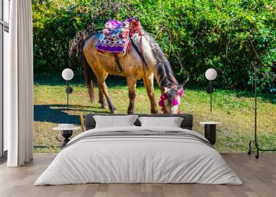 Horse for tourism Wall mural