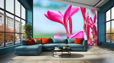 Pink plumeria flowers with natural background Wall mural