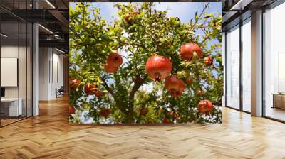 Fresh ripe pomegranate fruits hanging on a tree Wall mural